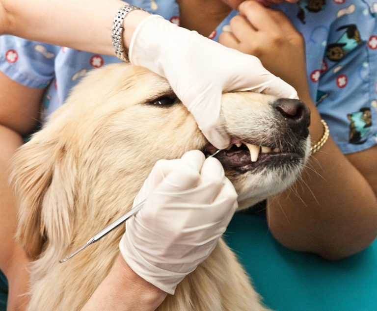 Canine Dental Hygiene Services Anesthesia Free Dental Cleaning For Dogs