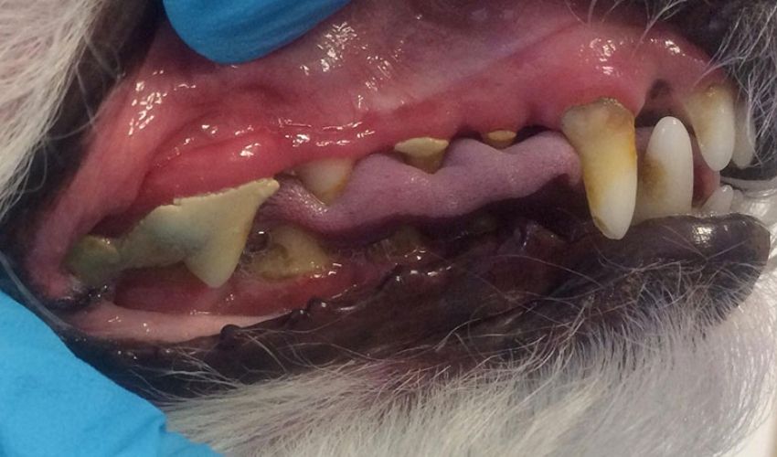 Dental for dogs without Anesthesia melbourne