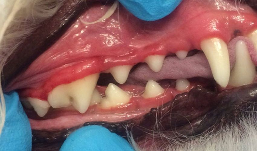 Anesthesia free dental for dogs in melbourne