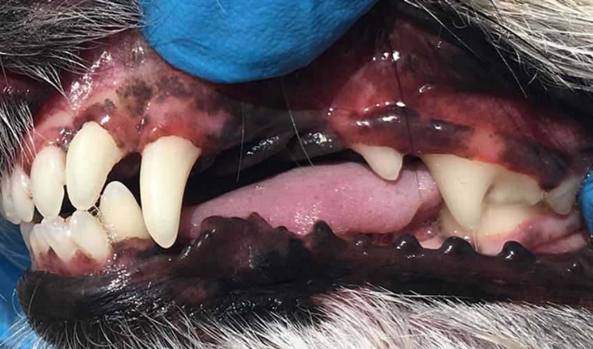 Anesthesia free dog teeth cleaning melbourne