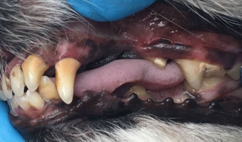 Melbourne dog teeth cleaning without Anesthesia