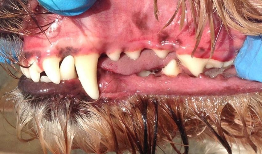 Melbourne dog teeth cleaning without Anesthesia