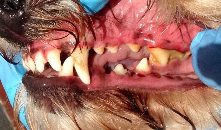 Melbourne Anesthesia free dog dental