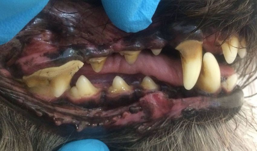 Anesthesia free dog dental melbourne