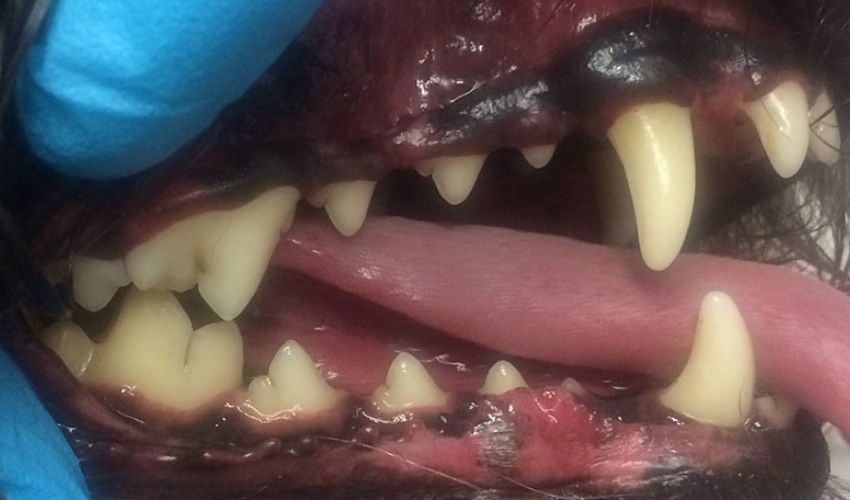 Dog dental Anesthesia free melbourne