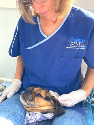 canine dental, anesthesia free dental cleaning for dogs Melbourne