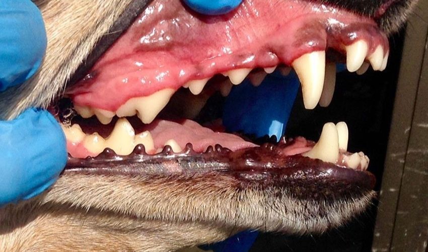 Anesthesia free dog teeth cleaning melbourne